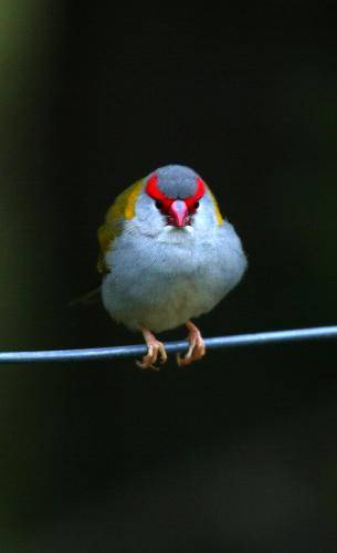 Red browed Finch
