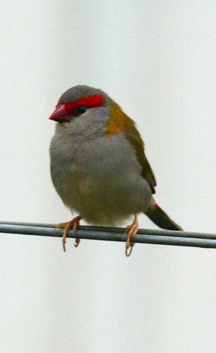 Red browed Finch