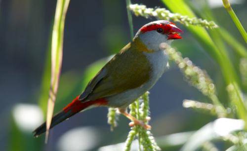 Red browed Finch