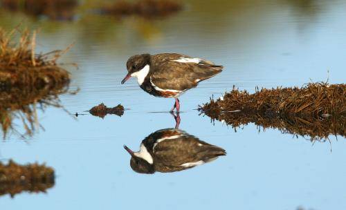 Red kneed Dotterel