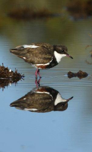 Red kneed Dotterel