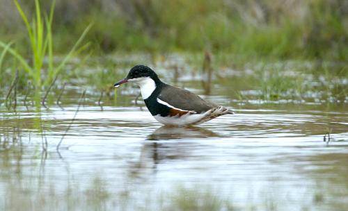 Red kneed Dotterel