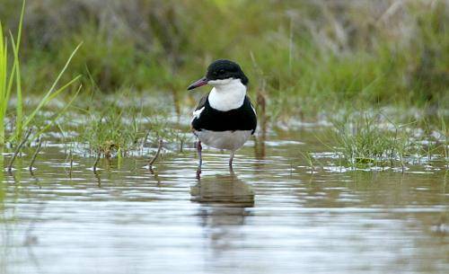 Red kneed Dotterel