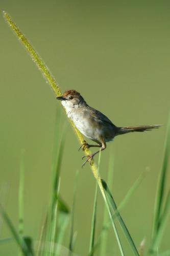 Clamorous Reed Warbler