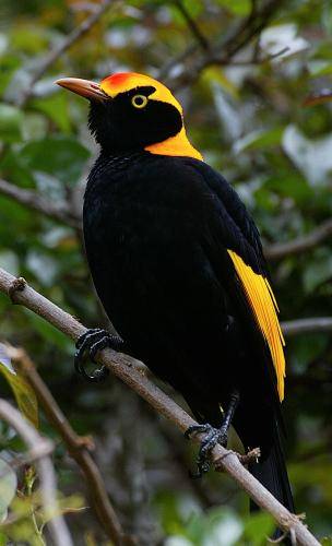 Regent Bowerbird