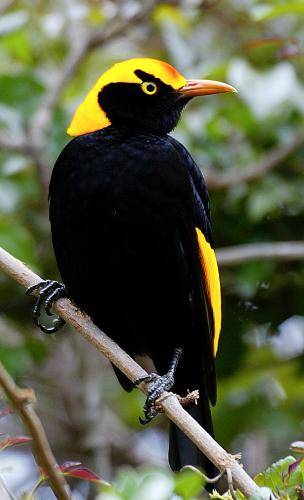 Regent Bowerbird