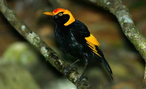 Regent Bowerbird