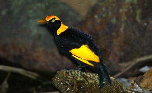 Regent Bowerbird
