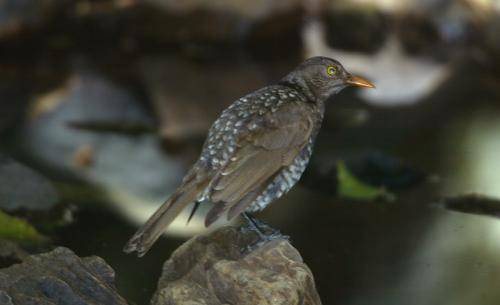 Regent Bowerbird