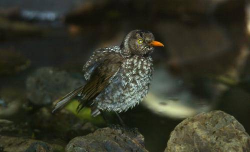 Regent Bowerbird