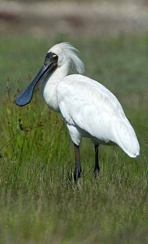 Royal Spoonbill