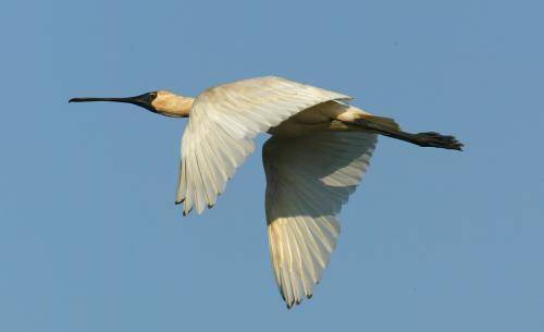 Royal Spoonbill