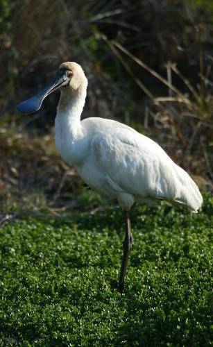 Royal Spoonbill