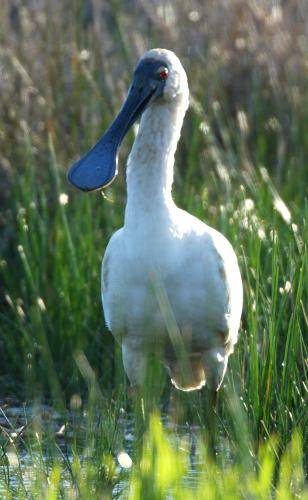 Royal Spoonbill