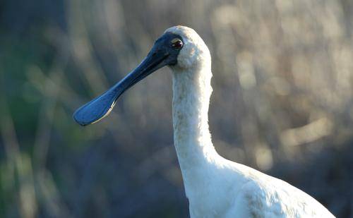 Royal Spoonbill