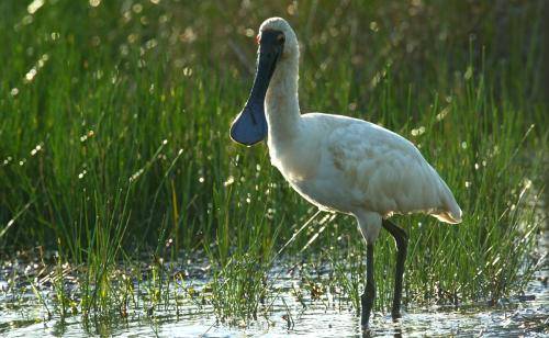 Royal Spoonbill