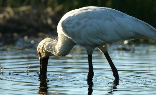 Royal Spoonbill