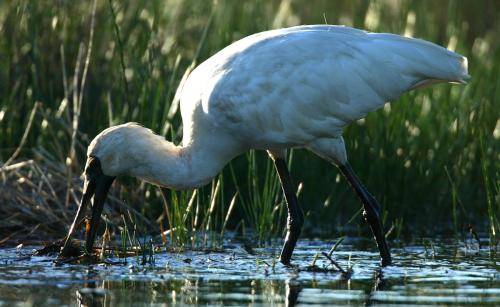 Royal Spoonbill