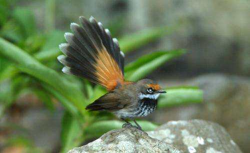 Rufous Fantail
