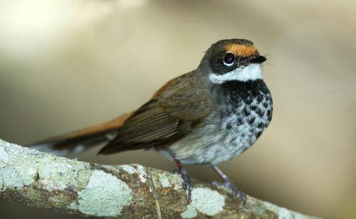 Rufous Fantail