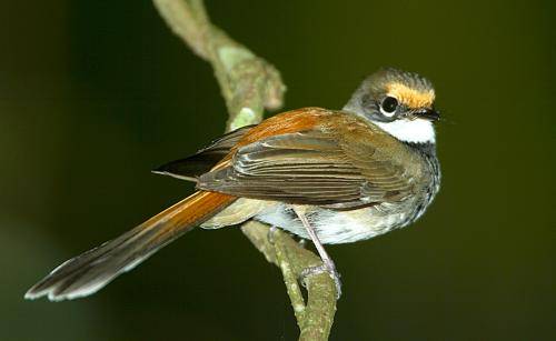 Rufous Fantail