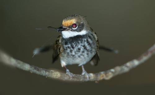 Rufous Fantail