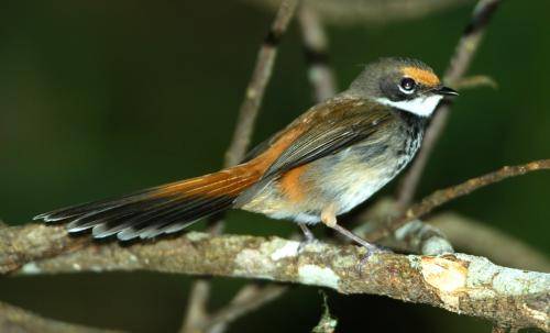 Rufous Fantail