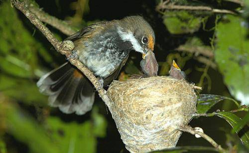 Rufous Fantail