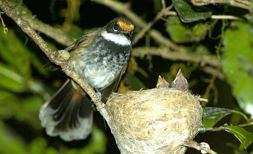 Rufous Fantail