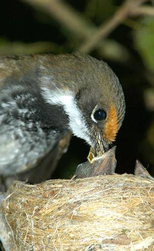 Rufous Fantail