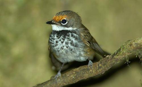 Rufous Fantail