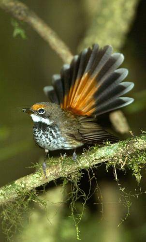 Rufous Fantail