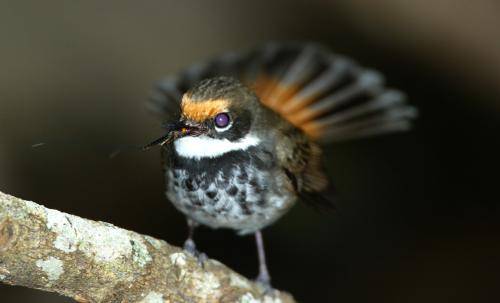 Rufous Fantail