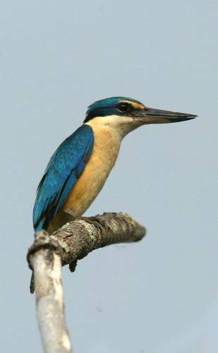 Sacred Kingfisher