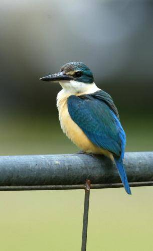 Sacred Kingfisher