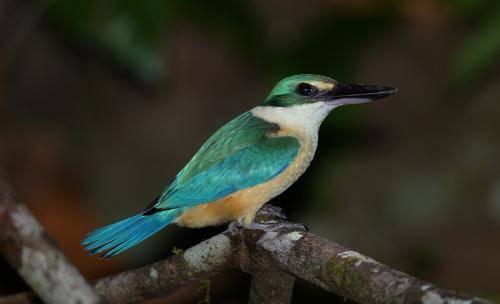 Sacred Kingfisher