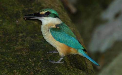 Sacred Kingfisher