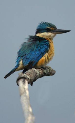 Sacred Kingfisher