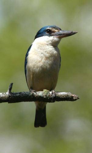 Sacred Kingfisher