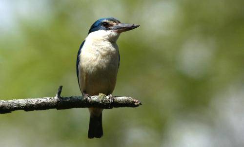 Sacred Kingfisher