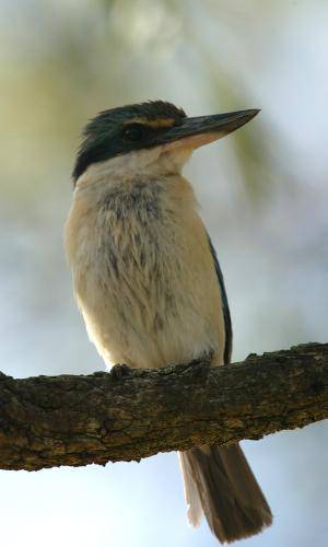 Sacred Kingfisher