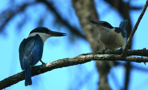 Sacred Kingfisher
