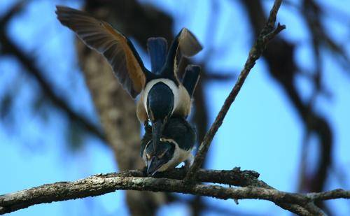 Sacred Kingfisher