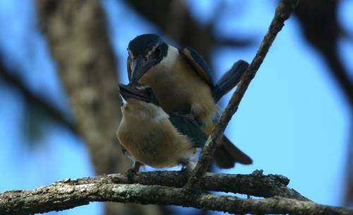 Sacred Kingfisher