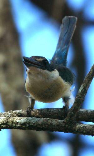 Sacred Kingfisher