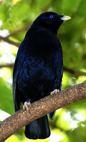 Satin Bowerbird