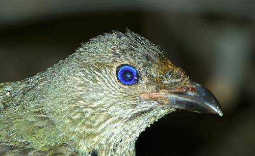 Satin Bowerbird