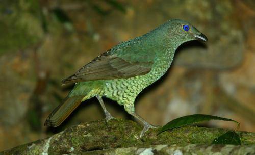 Satin Bowerbird