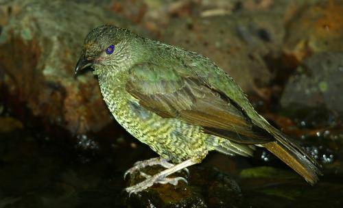 Satin Bowerbird