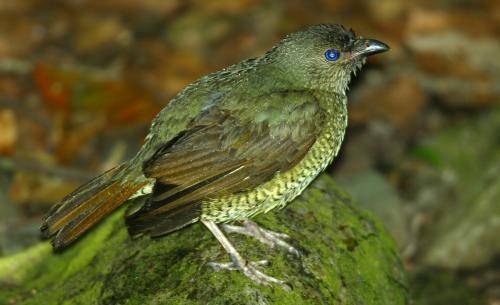 Satin Bowerbird